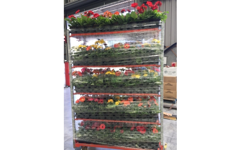 呼吸纏繞膜在鮮花行業(yè)應(yīng)用